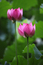 Two pink lotus with lotus leaves